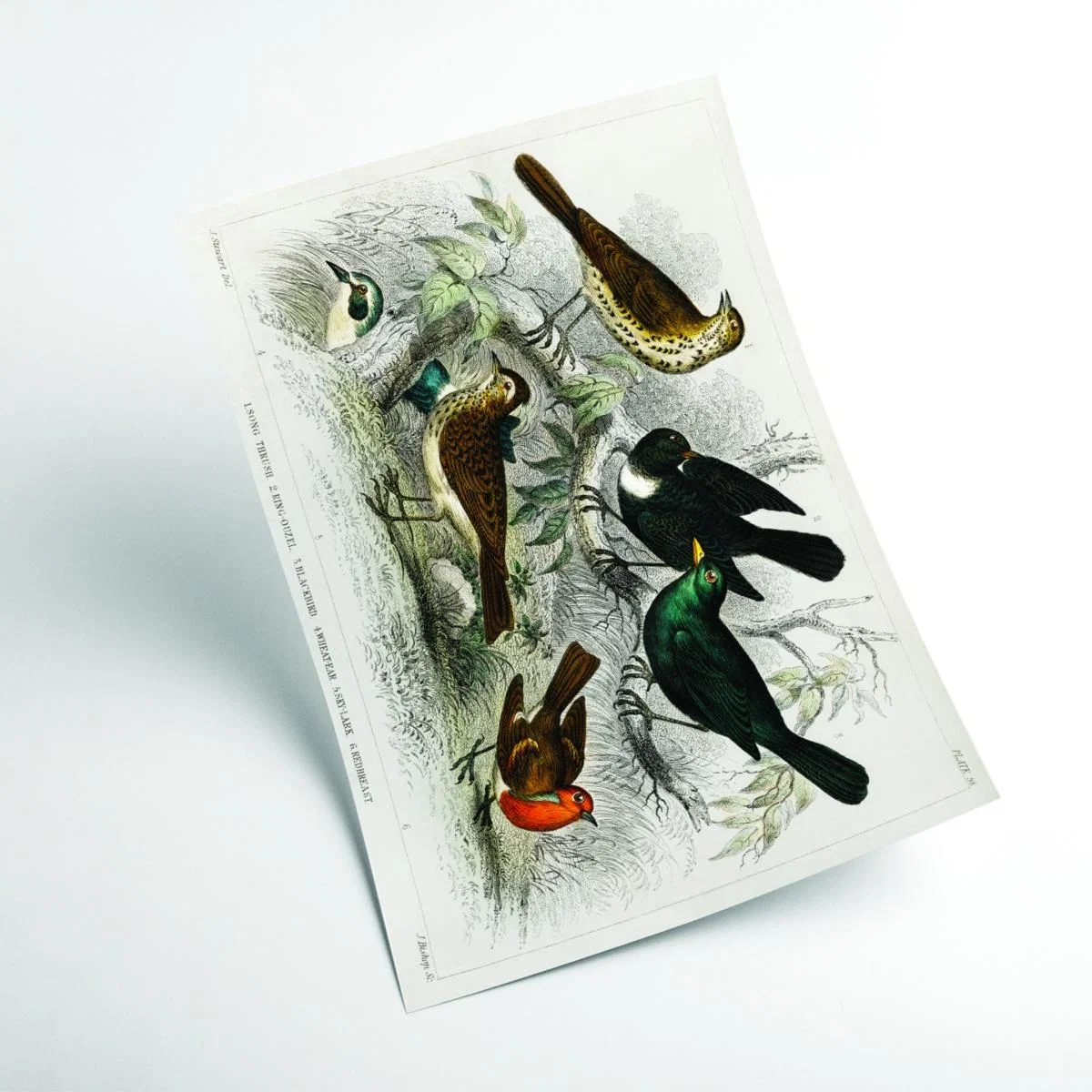 Various Birds A4 210 X 297Mm Stanley Print House – image 2