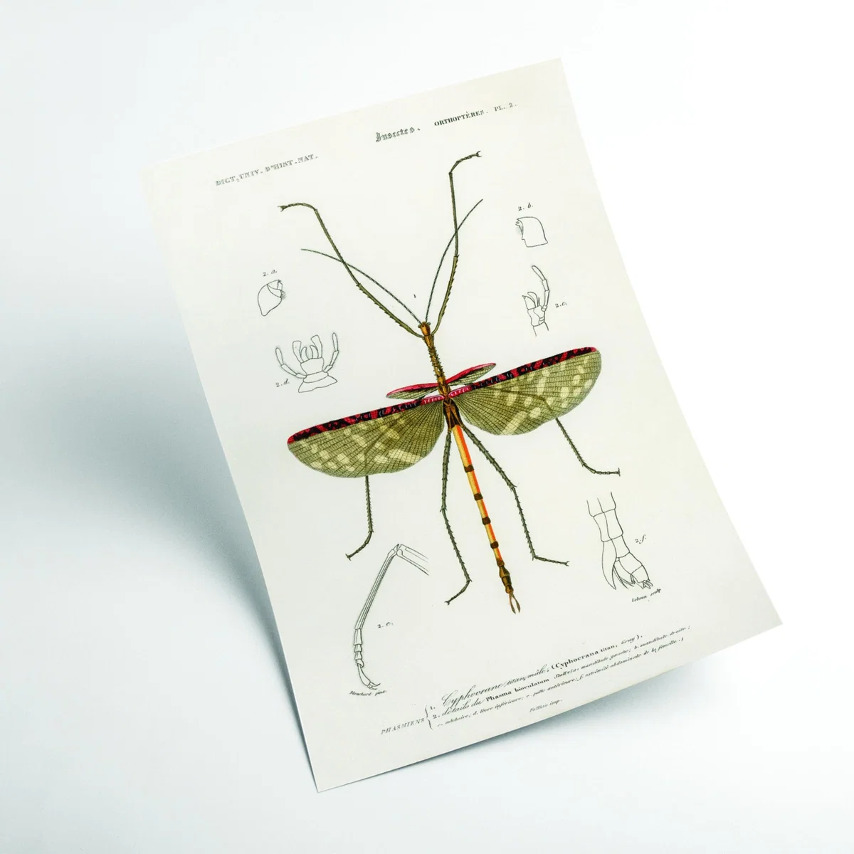Green Cyphocrana Titan Print Xxs Stanley Print House – image 2