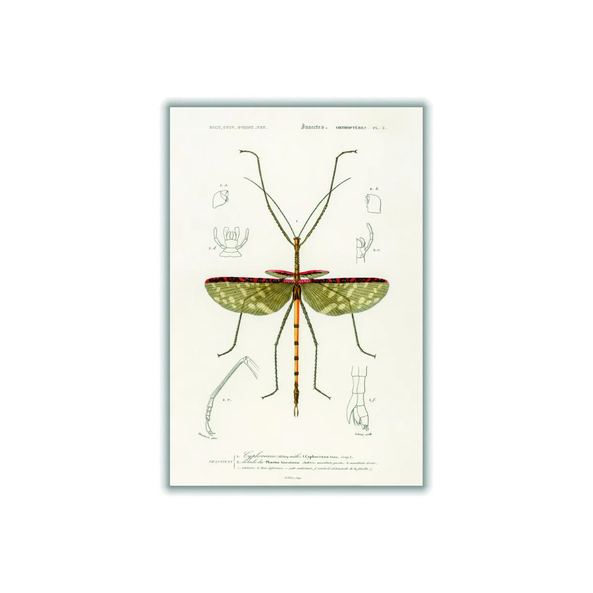 Green Cyphocrana Titan Print Xxs Stanley Print House – image 1