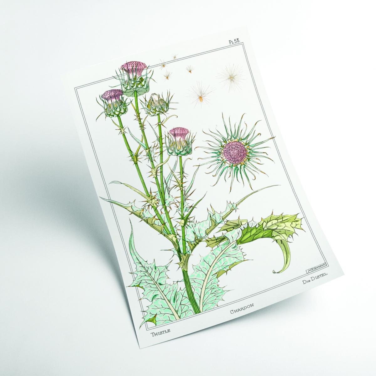 Green Chardon Thistle Print By Maurice Pillard Verneuil Large Stanley Print House – image 2
