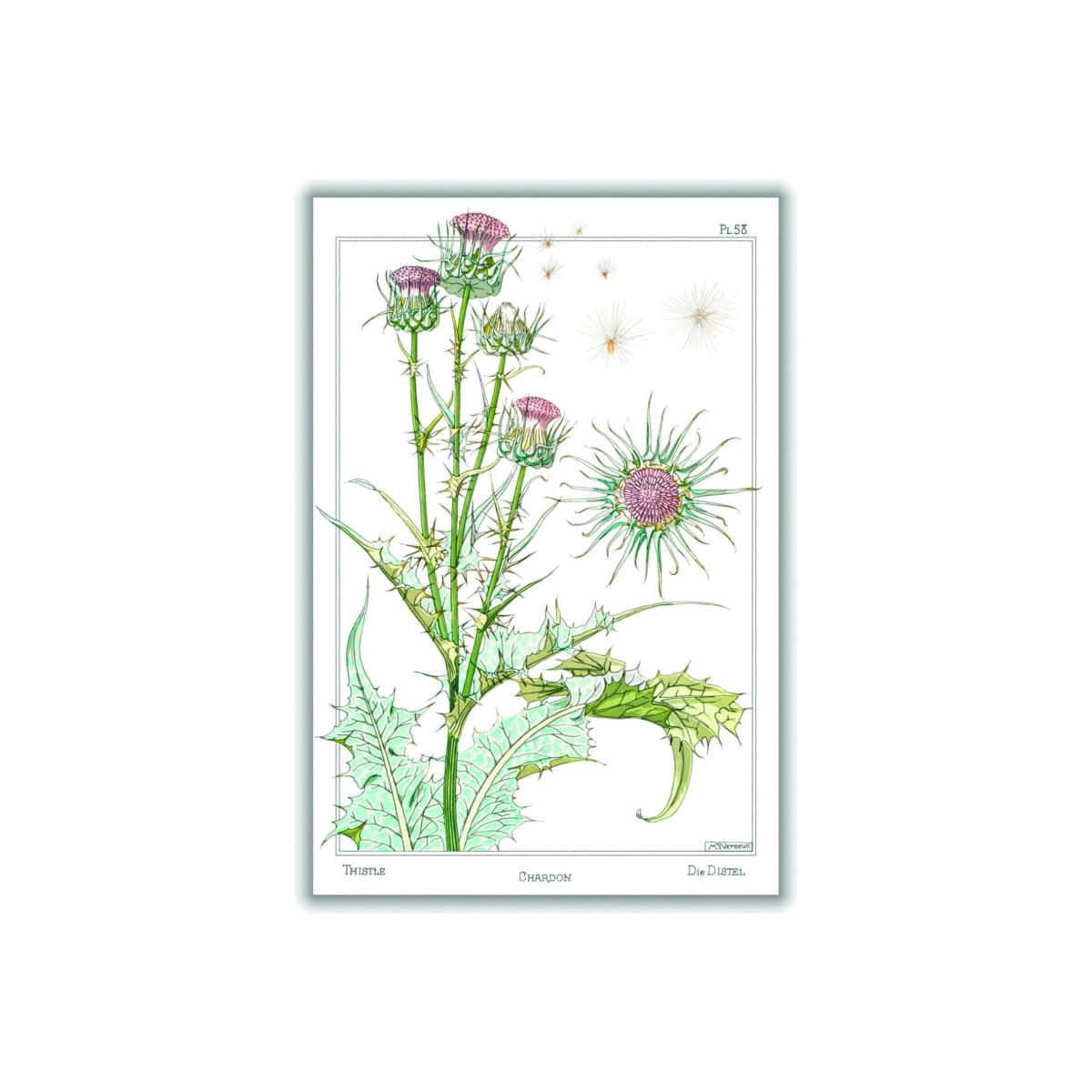 Green Chardon Thistle Print By Maurice Pillard Verneuil Large Stanley Print House – image 1