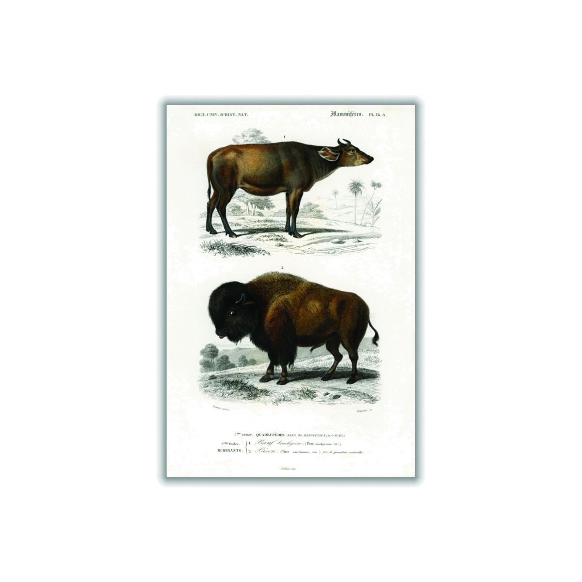 Cow - Brown Medium Stanley Print House – image 1