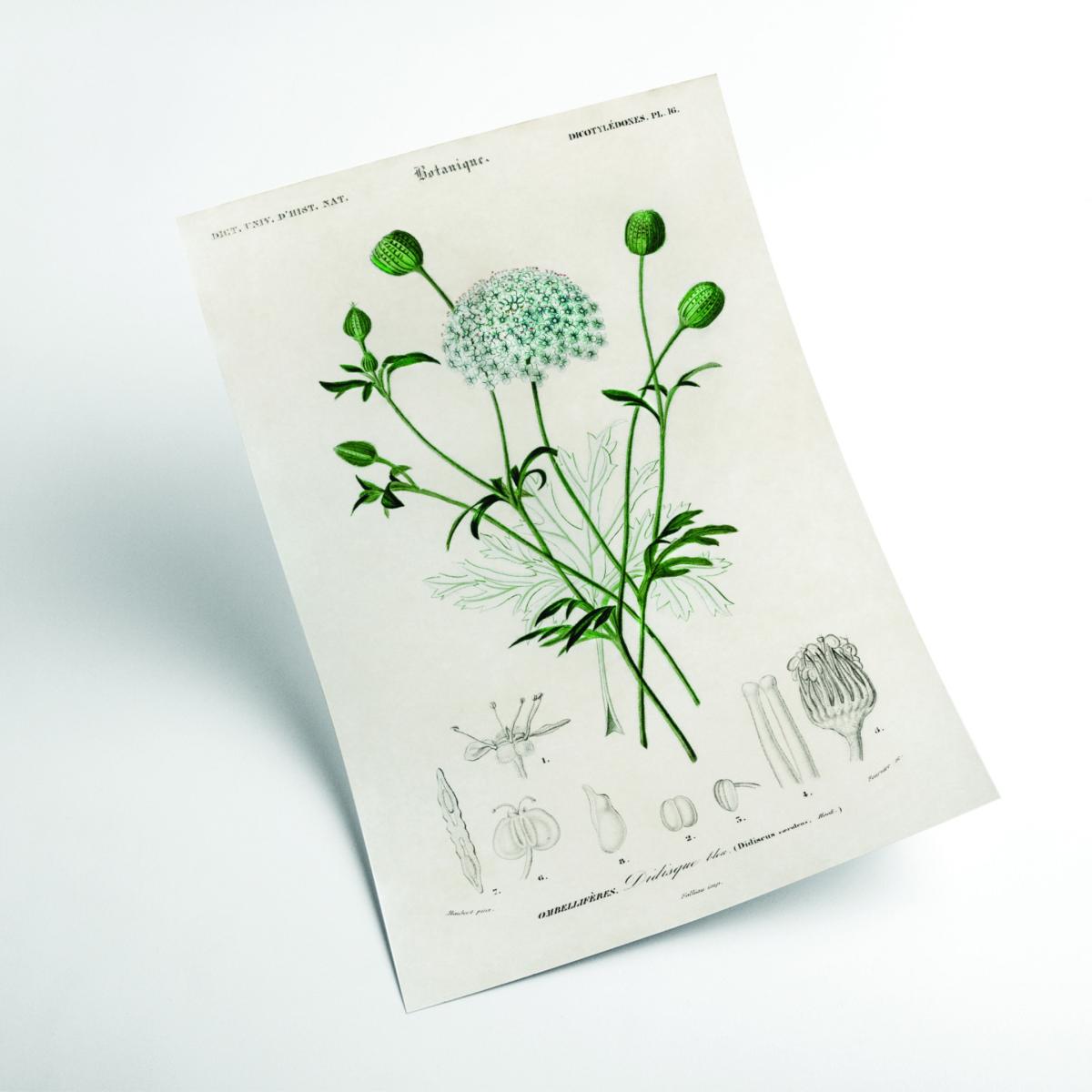 Green Didiscus Caeruleus A4 210 X 297Mm Stanley Print House – image 2