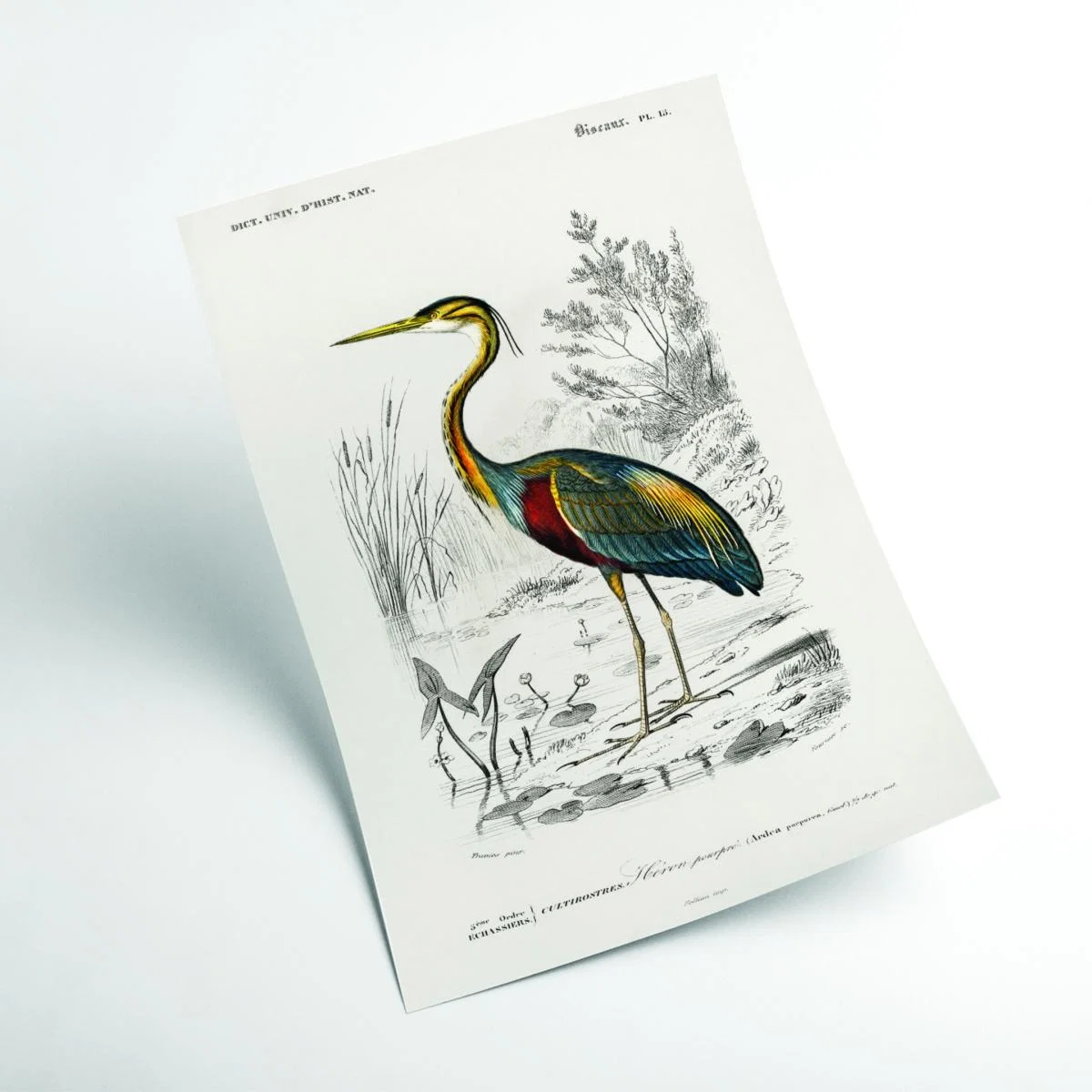 Purple Heron Extra Small Stanley Print House – image 2