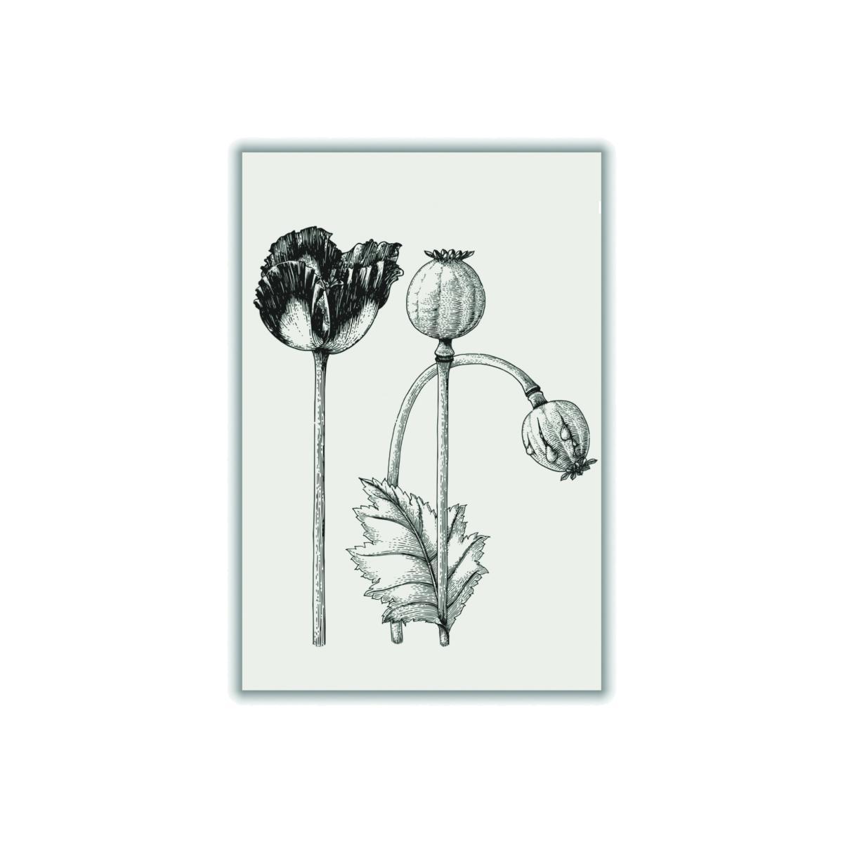 Neutrals Vintage Poppy Plant A4 210 X 297Mm Stanley Print House – image 1