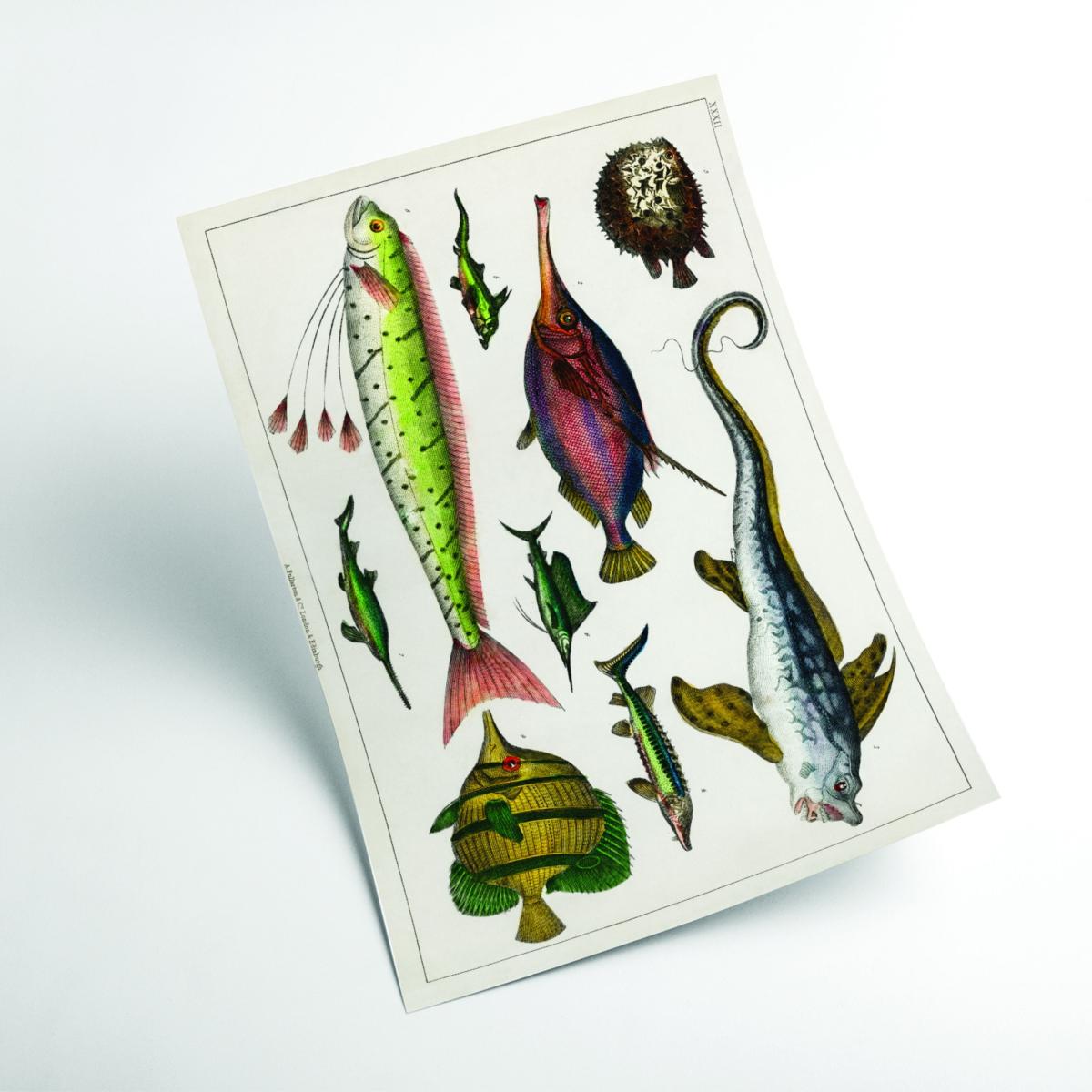 Collection Of Fishes Extra Large Stanley Print House – image 2