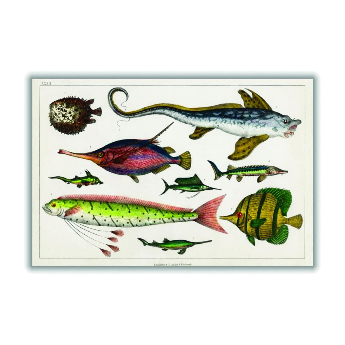 Collection Of Fishes Extra Large Stanley Print House – image 1