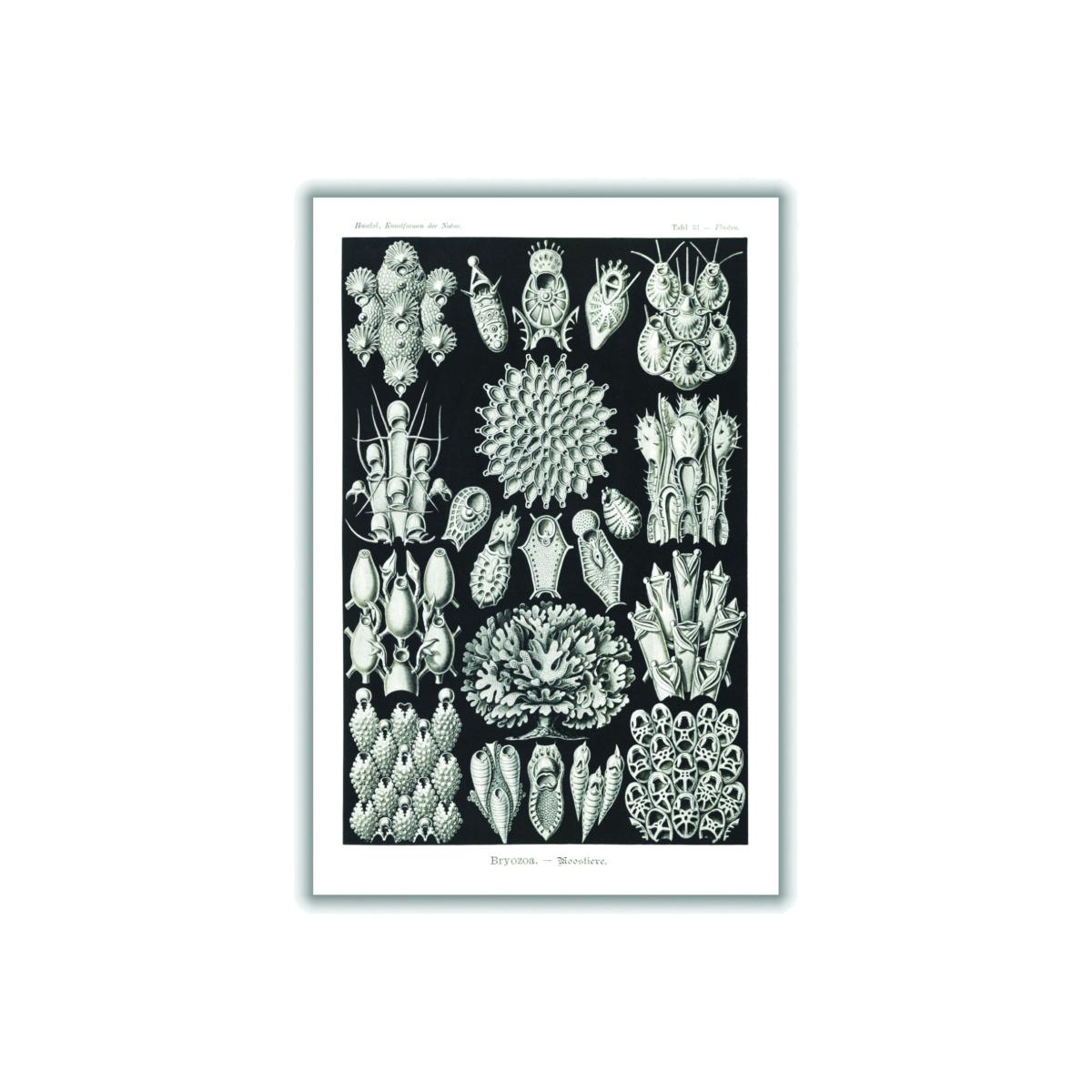 Grey Bryozoa-Woostiere By Ernst Haeckel A3 297 X 420Mm Stanley Print House – image 1