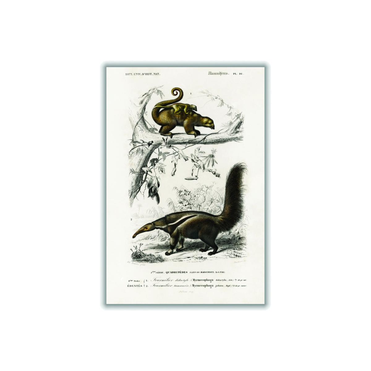 Brown Pygmy Anteater A3 297 X 420Mm Stanley Print House – image 1