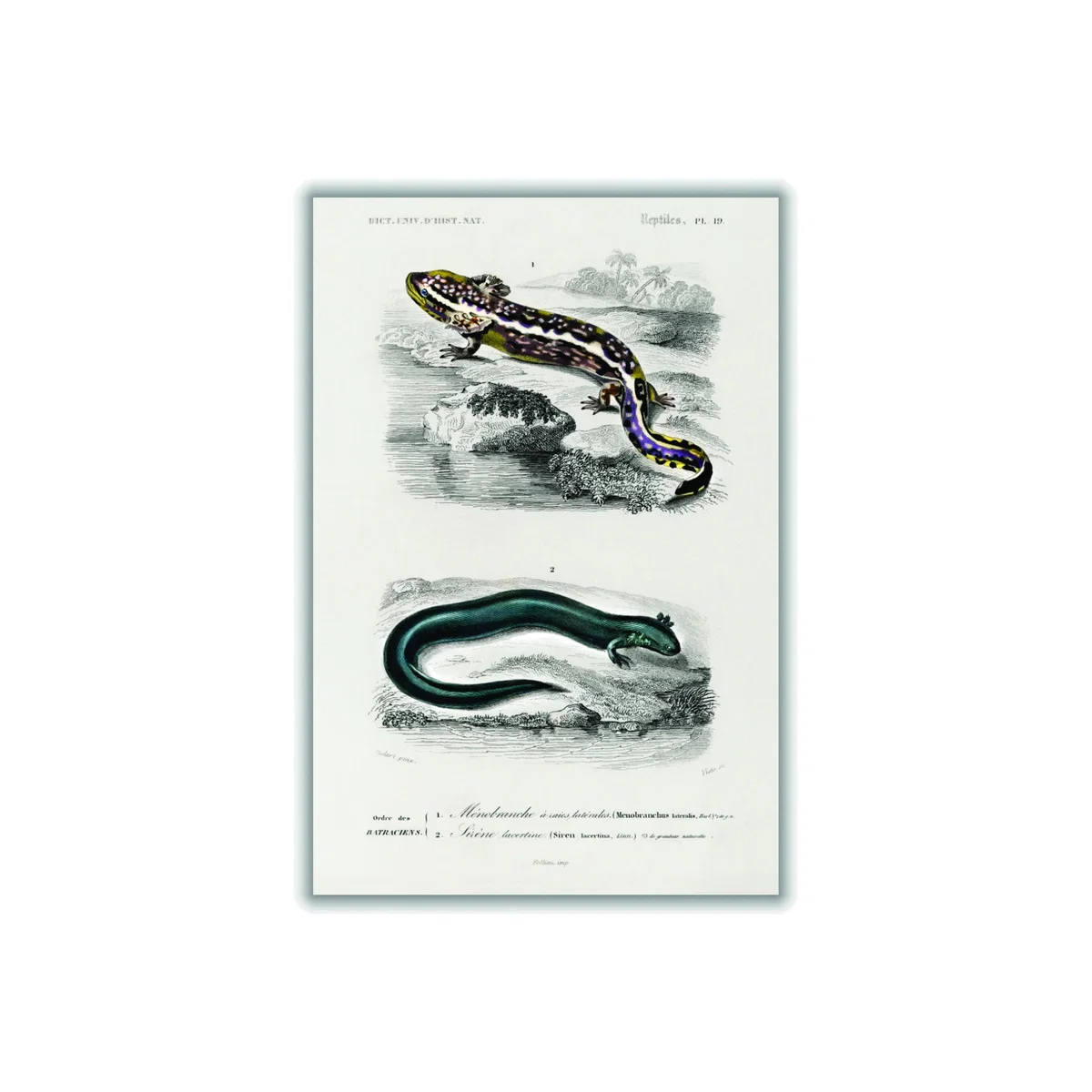 Grey Mudpuppy Illustration Extra Large Stanley Print House – image 1