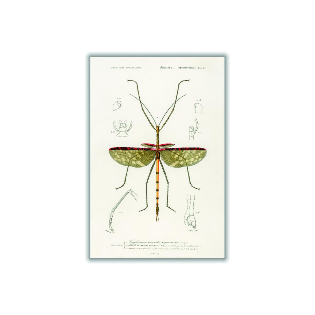 Green Cyphocrana Titan Print A3 297 X 420Mm Stanley Print House – image 1