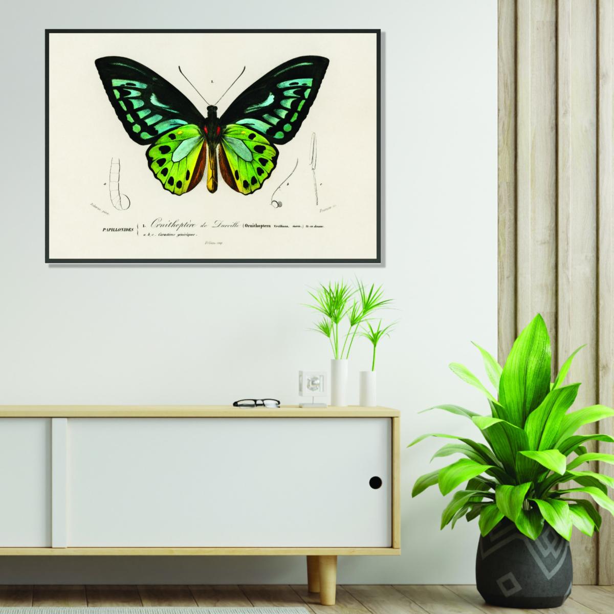 Green Birdwing A2 420 X 594Mm Stanley Print House – image 3
