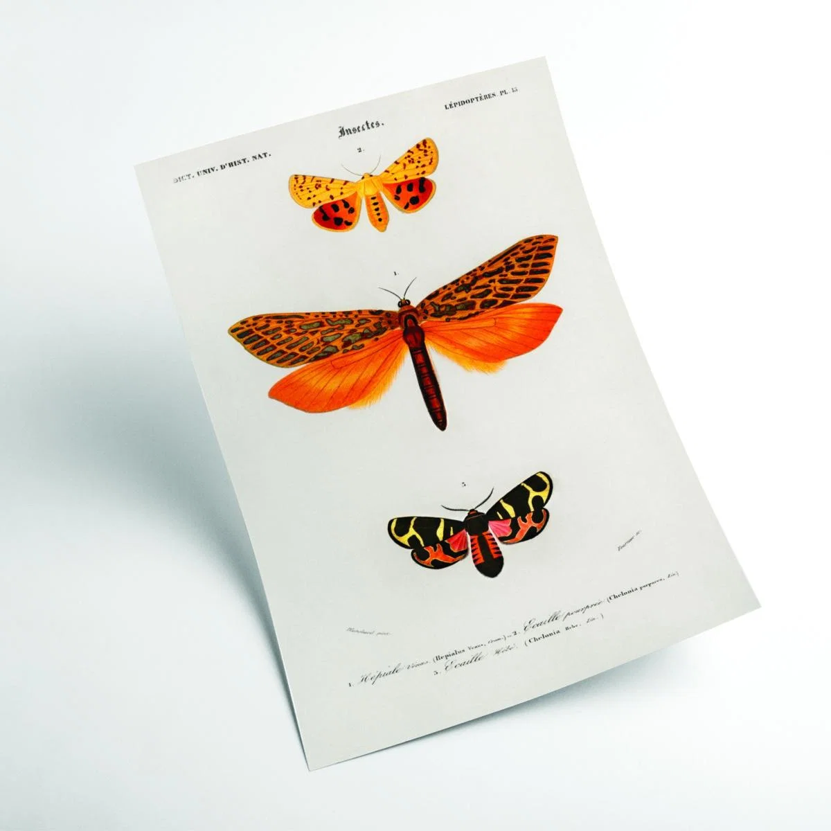 Yellow / Orange Natural History - Different Types Of Moths 1 Large Stanley Print House – image 2
