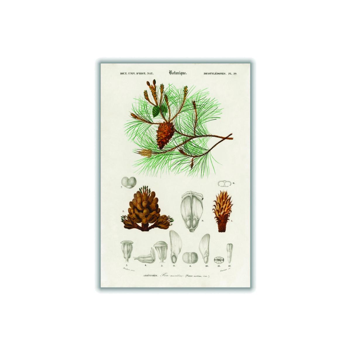 Green Martime Pine Tree And Needles Xxs Stanley Print House – image 1