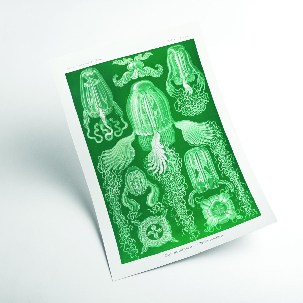 Green Cubomedusae-Würfelquallen By Ernst Haeckel A2 420 X 594Mm Stanley Print House – image 2