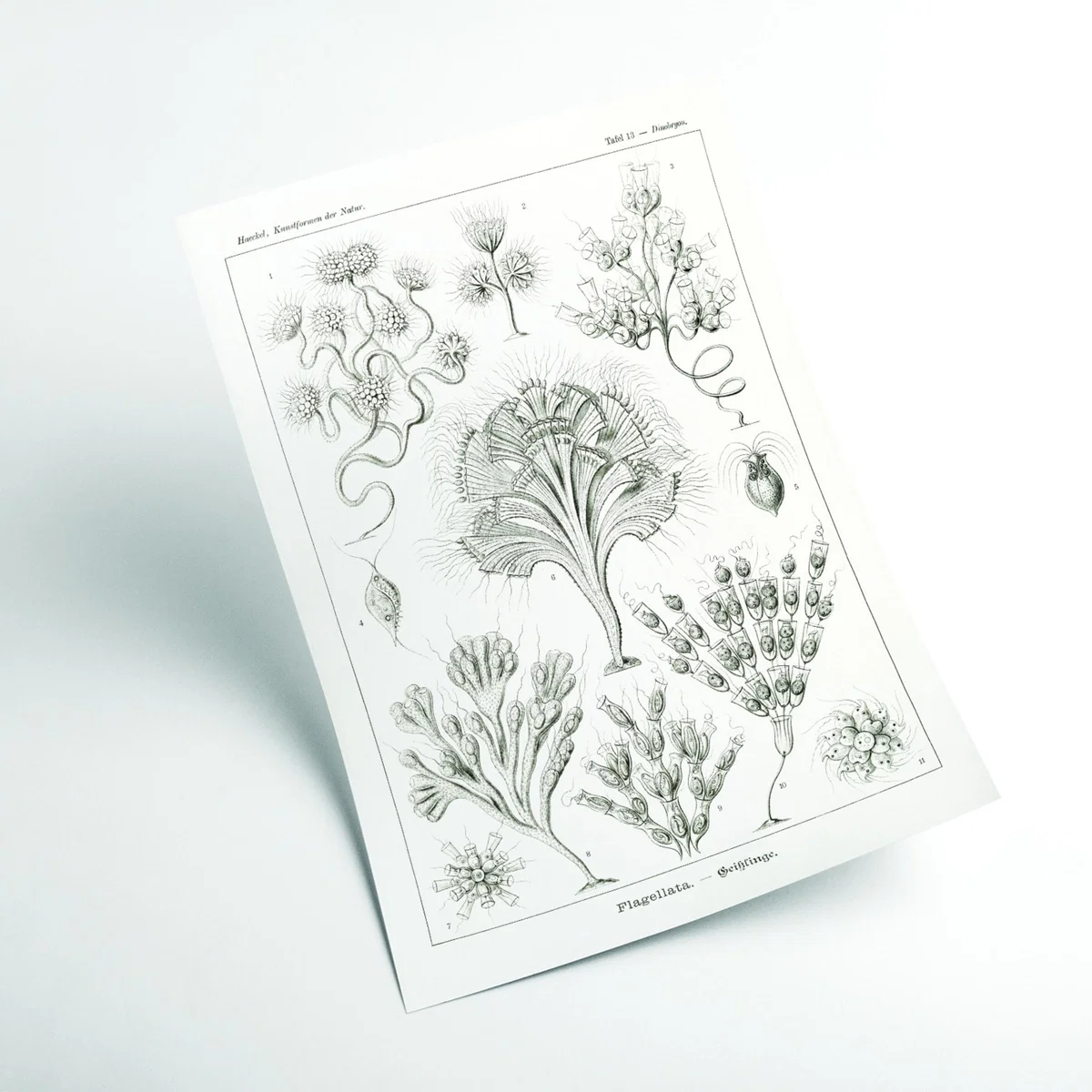 Grey Flagellata-Geiklinge By Ernst Haeckel A4 210 X 297Mm Stanley Print House – image 2