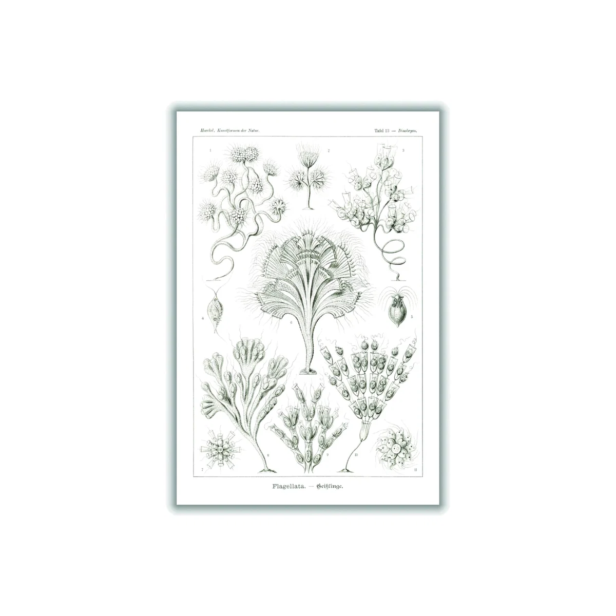 Grey Flagellata-Geiklinge By Ernst Haeckel A4 210 X 297Mm Stanley Print House – image 1
