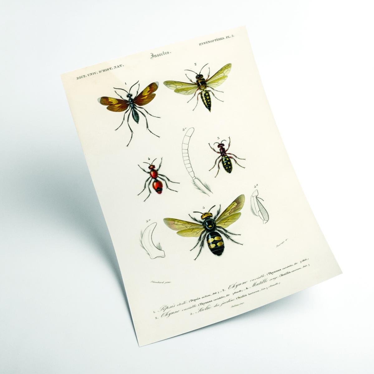 Neutrals Natural History - Different Types Of Insects 4 Medium Stanley Print House – image 2