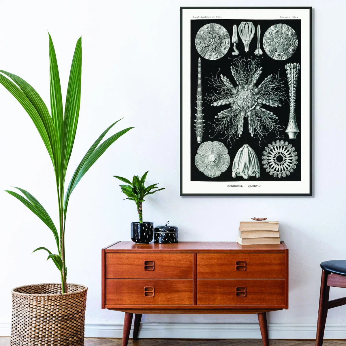 Grey Echinidea-Igelsterne I By Ernst Haeckel A4 210 X 297Mm Stanley Print House – image 3