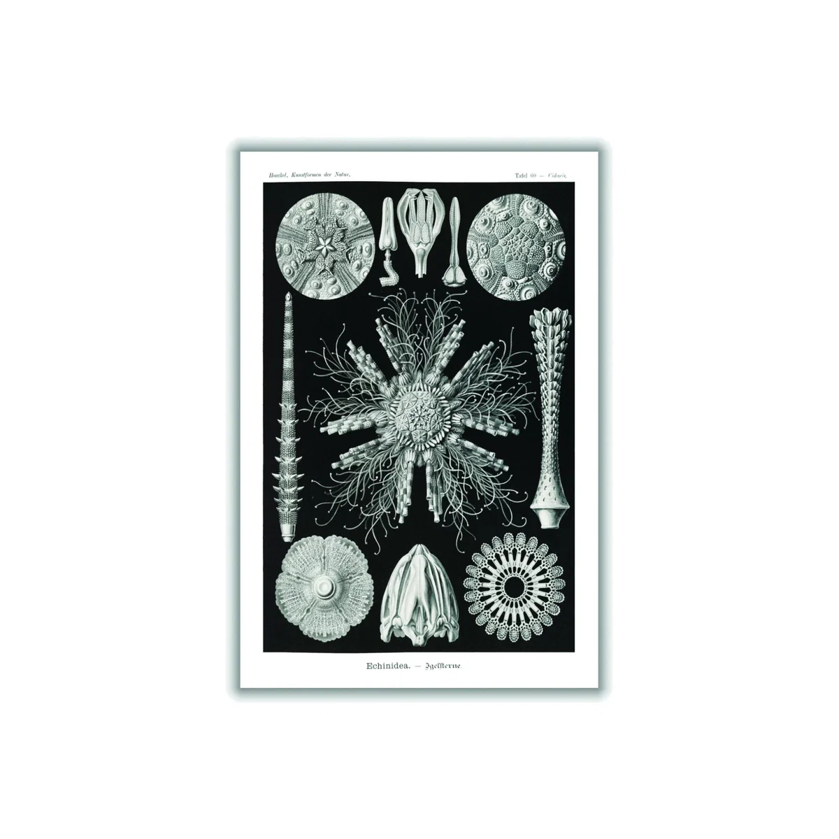 Grey Echinidea-Igelsterne I By Ernst Haeckel A4 210 X 297Mm Stanley Print House – image 1
