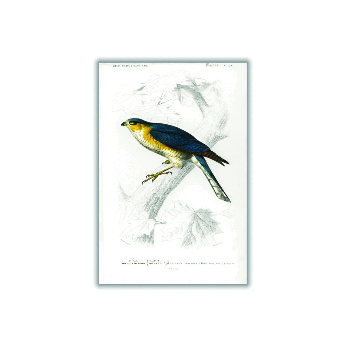 Yellow / Orange Eurasian Sparrowhawk Print A2 420 X 594Mm Stanley Print House – image 1