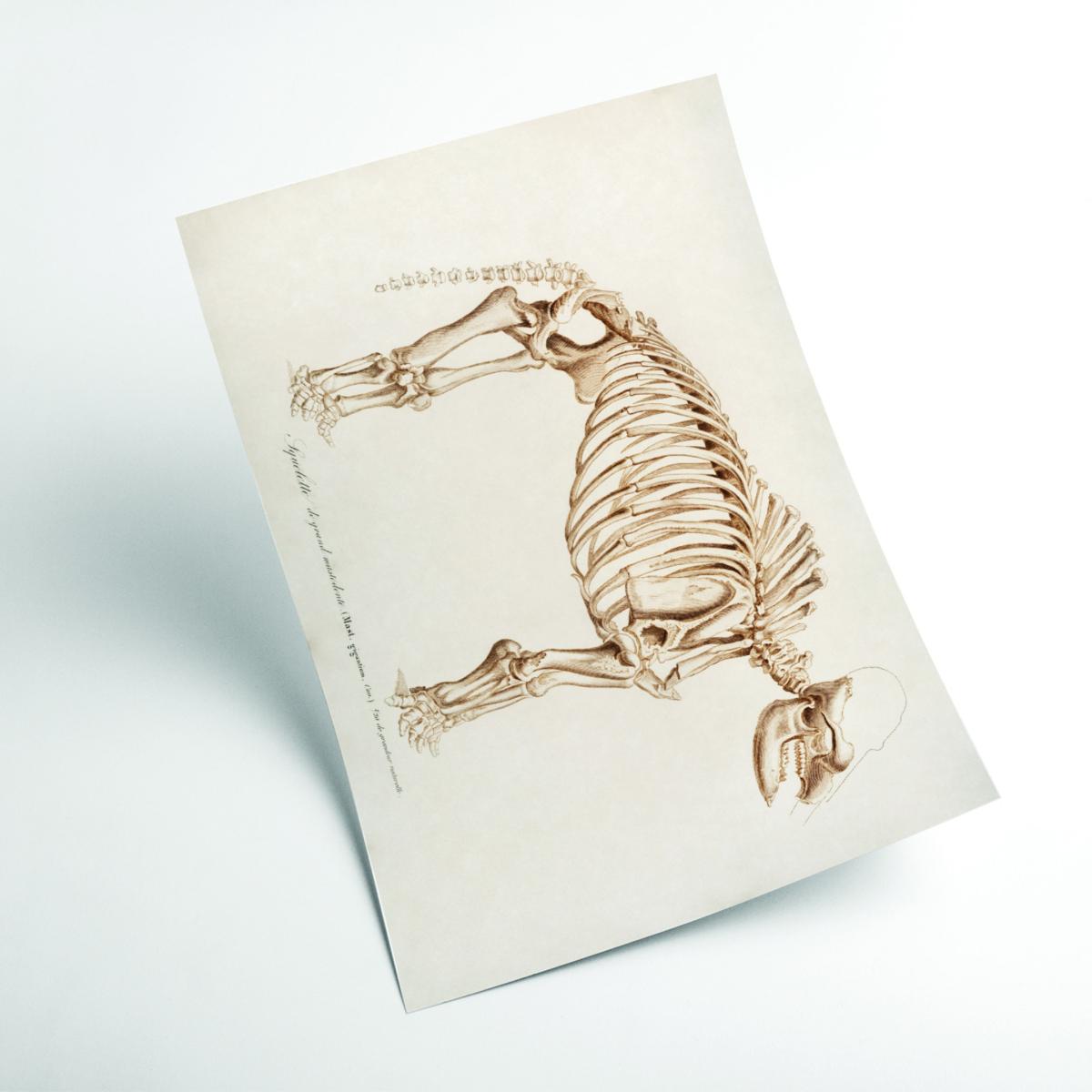 Gold Mammoth Skeleton A1 594 X 841Mm Stanley Print House – image 2