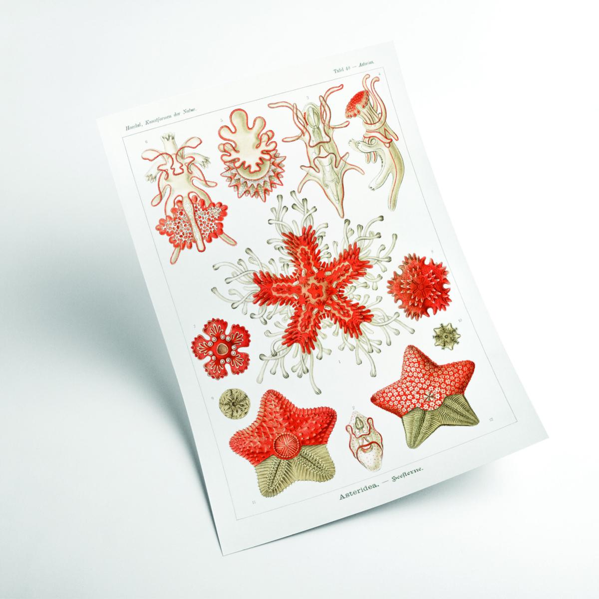 Yellow / Orange Asteridea-Seesterne By Ernst Haeckel A4 210 X 297Mm Stanley Print House – image 2