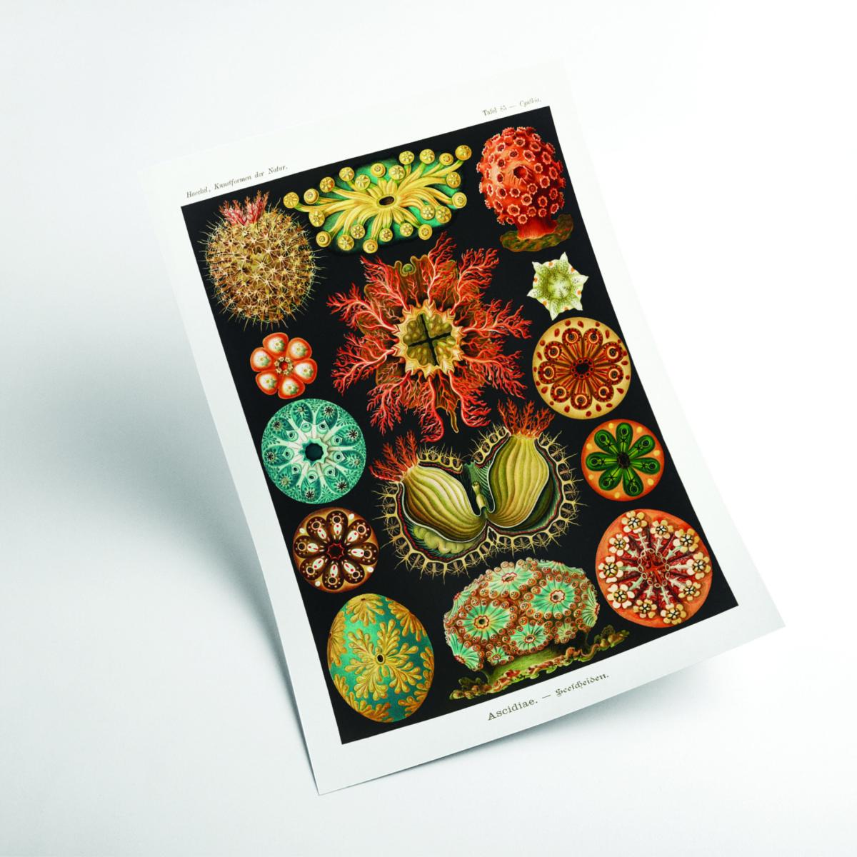 Ascidiae-Seescheiden By Ernst Haeckel Small Stanley Print House – image 2