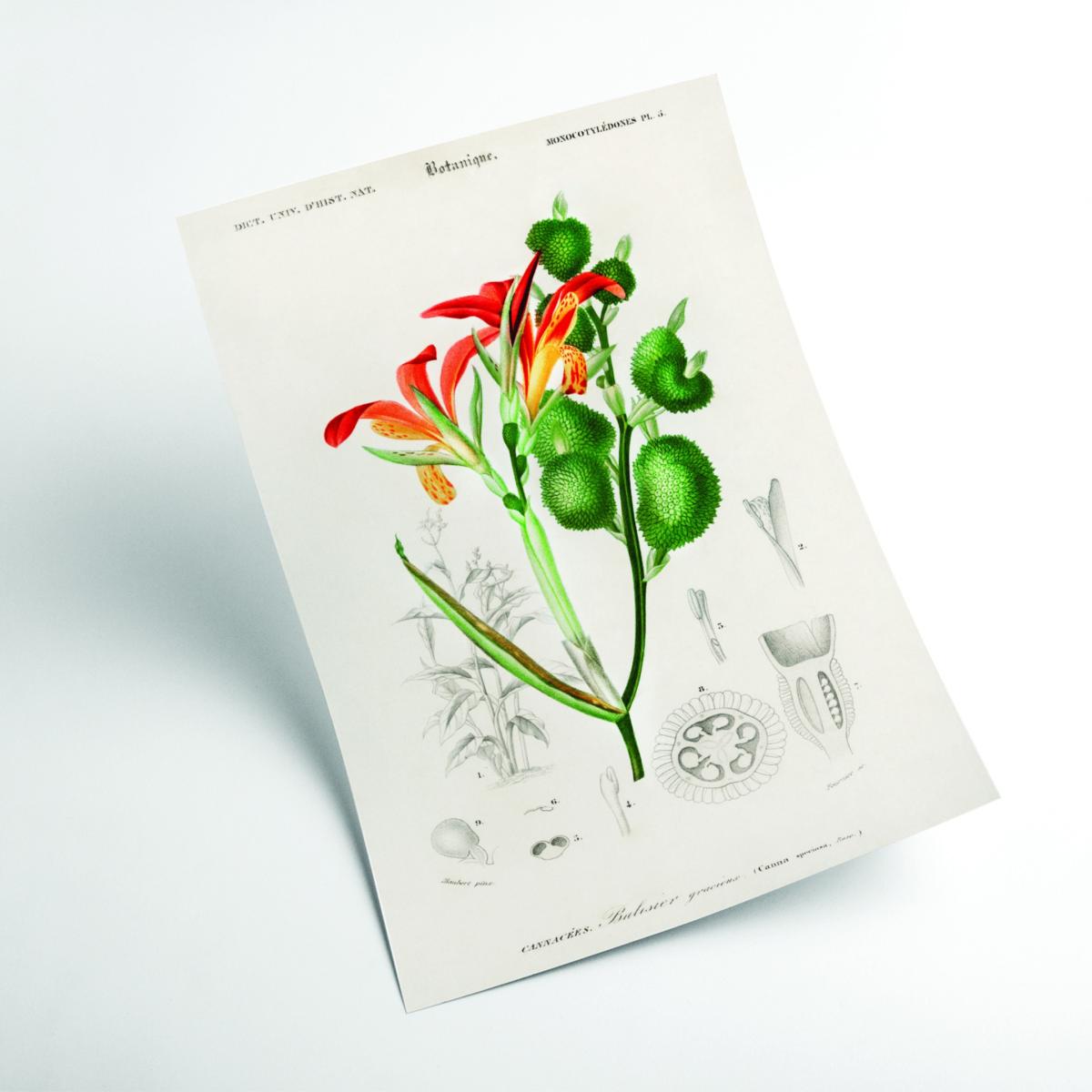 Anna Speciosa Xxs Stanley Print House – image 2