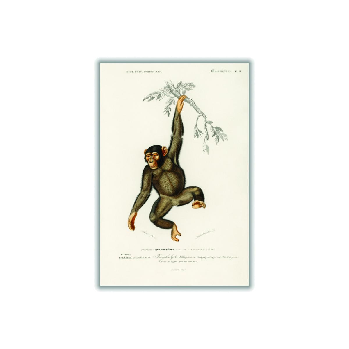 Brown Chimpangze Large Stanley Print House – image 1
