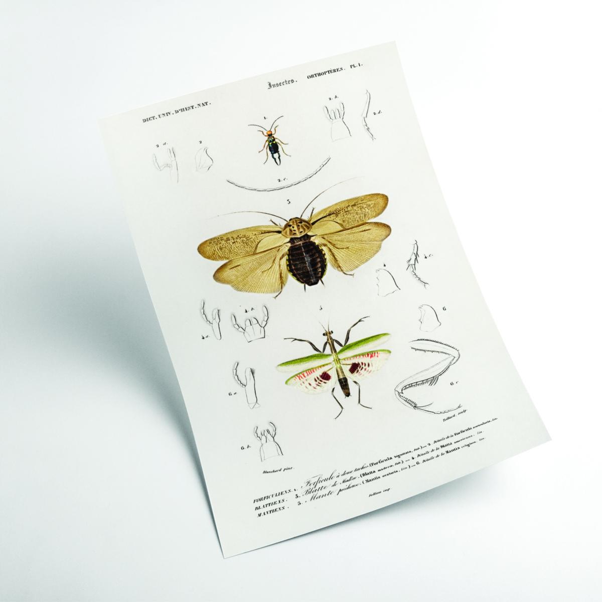 Yellow / Orange Natural History - Different Types Of Insects 5 Small Stanley Print House – image 2