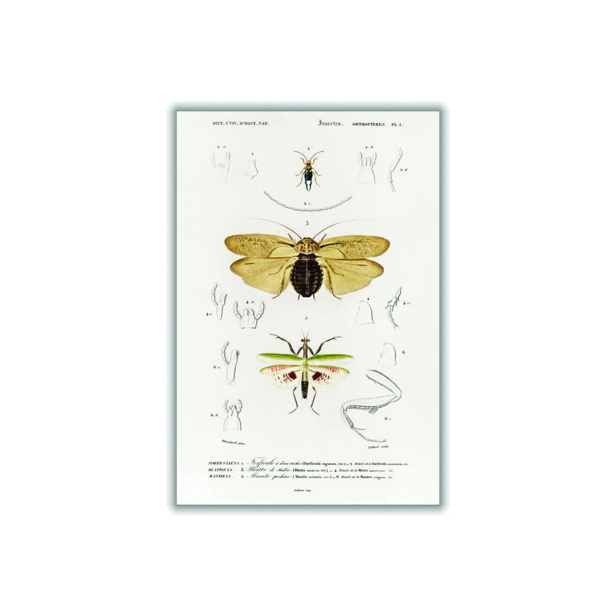 Yellow / Orange Natural History - Different Types Of Insects 5 Small Stanley Print House – image 1