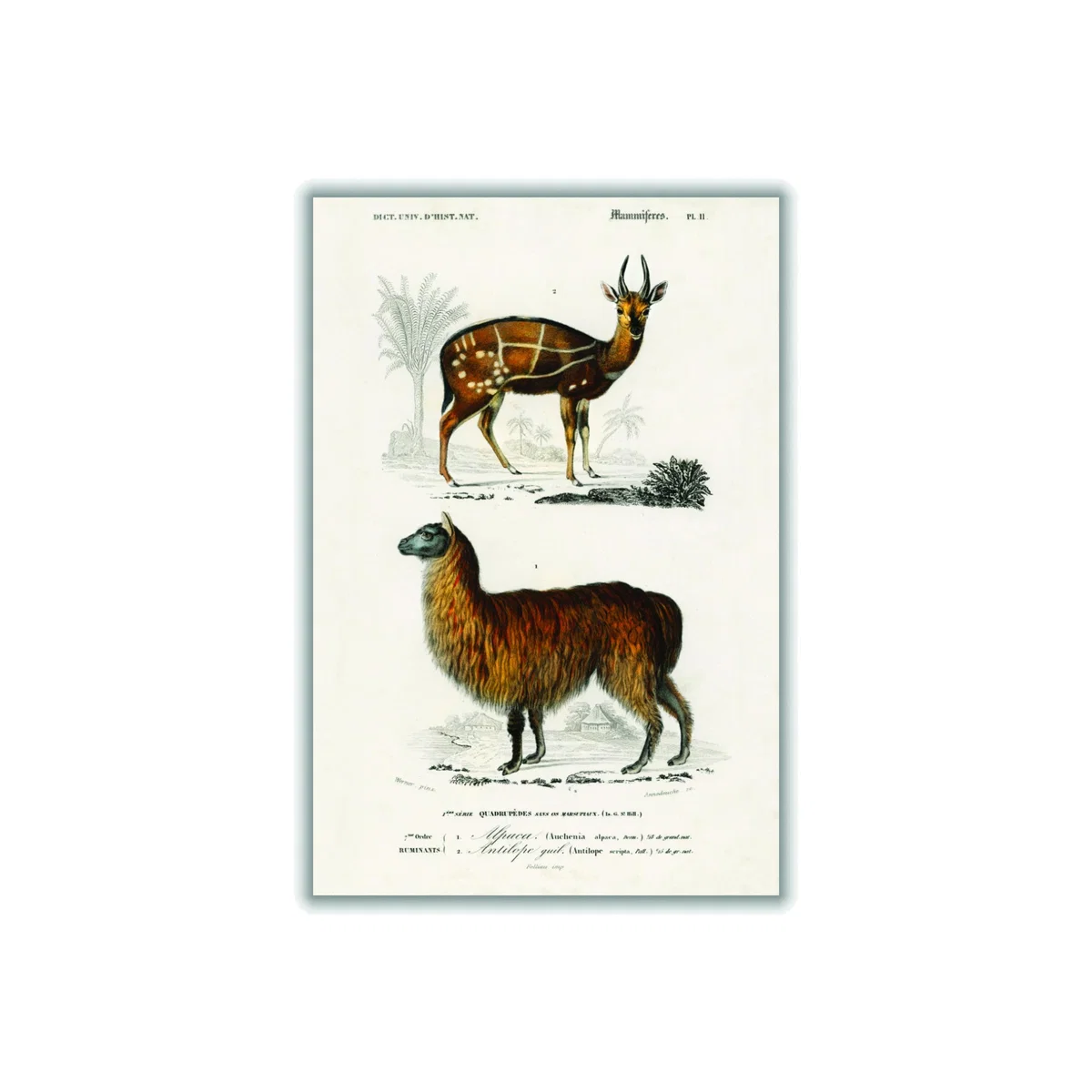 Brown Natural History Alpaca & Antilope Extra Large Stanley Print House – image 1