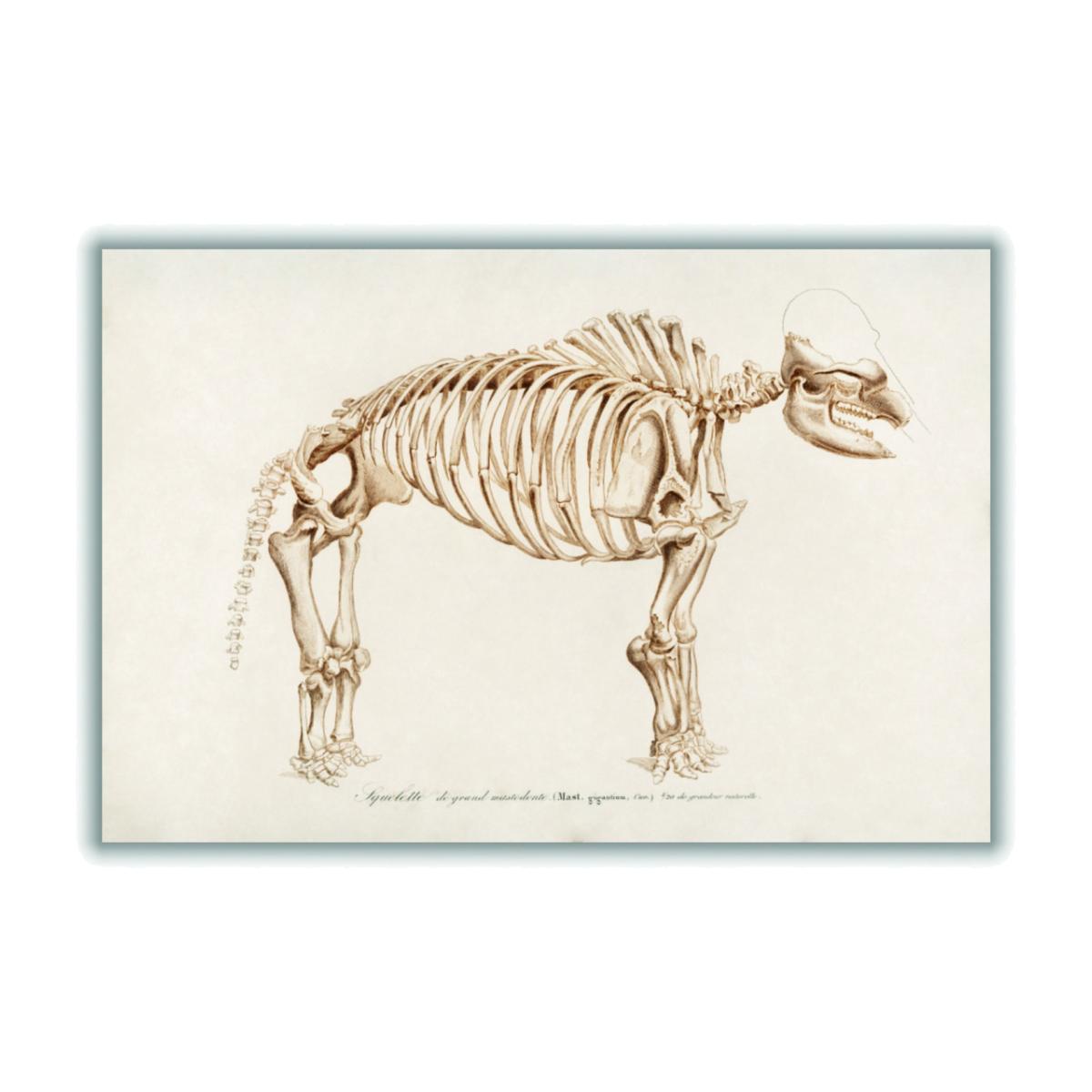 Gold Mammoth Skeleton A4 210 X 297Mm Stanley Print House – image 1