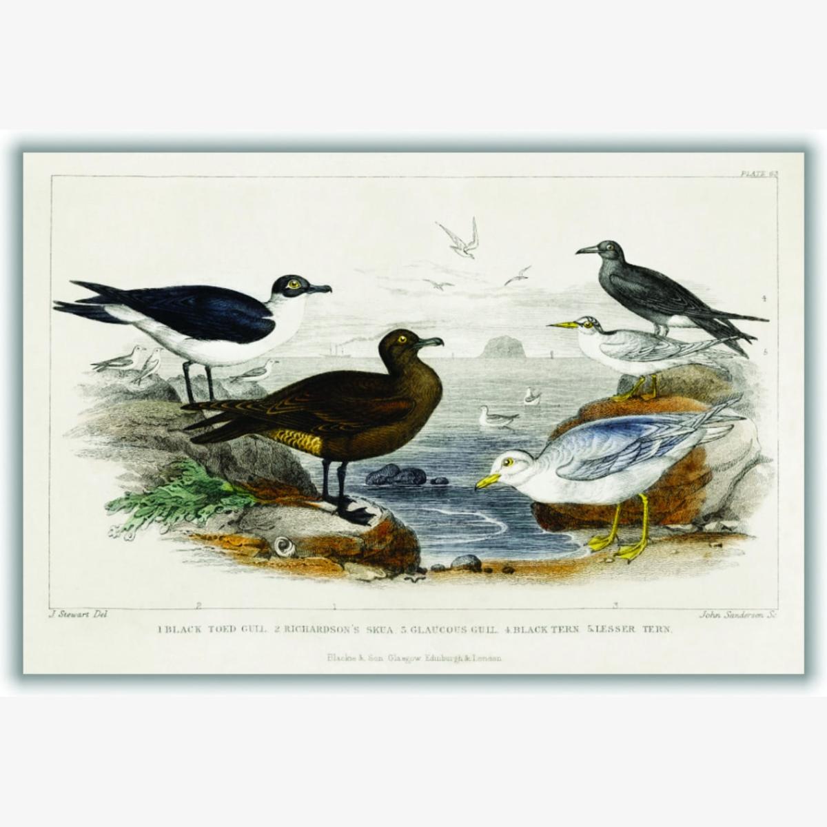 Various Seagulls A4 210 X 297Mm Stanley Print House – image 1
