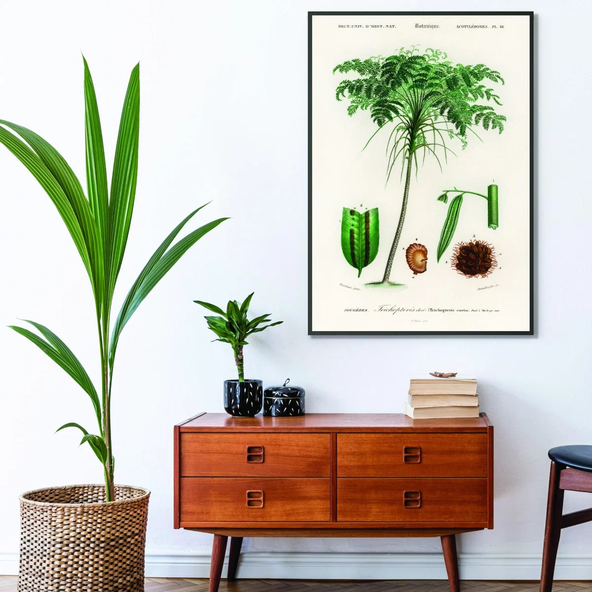 Green Trichipteris Excelsa A1 594 X 841Mm Stanley Print House – image 3
