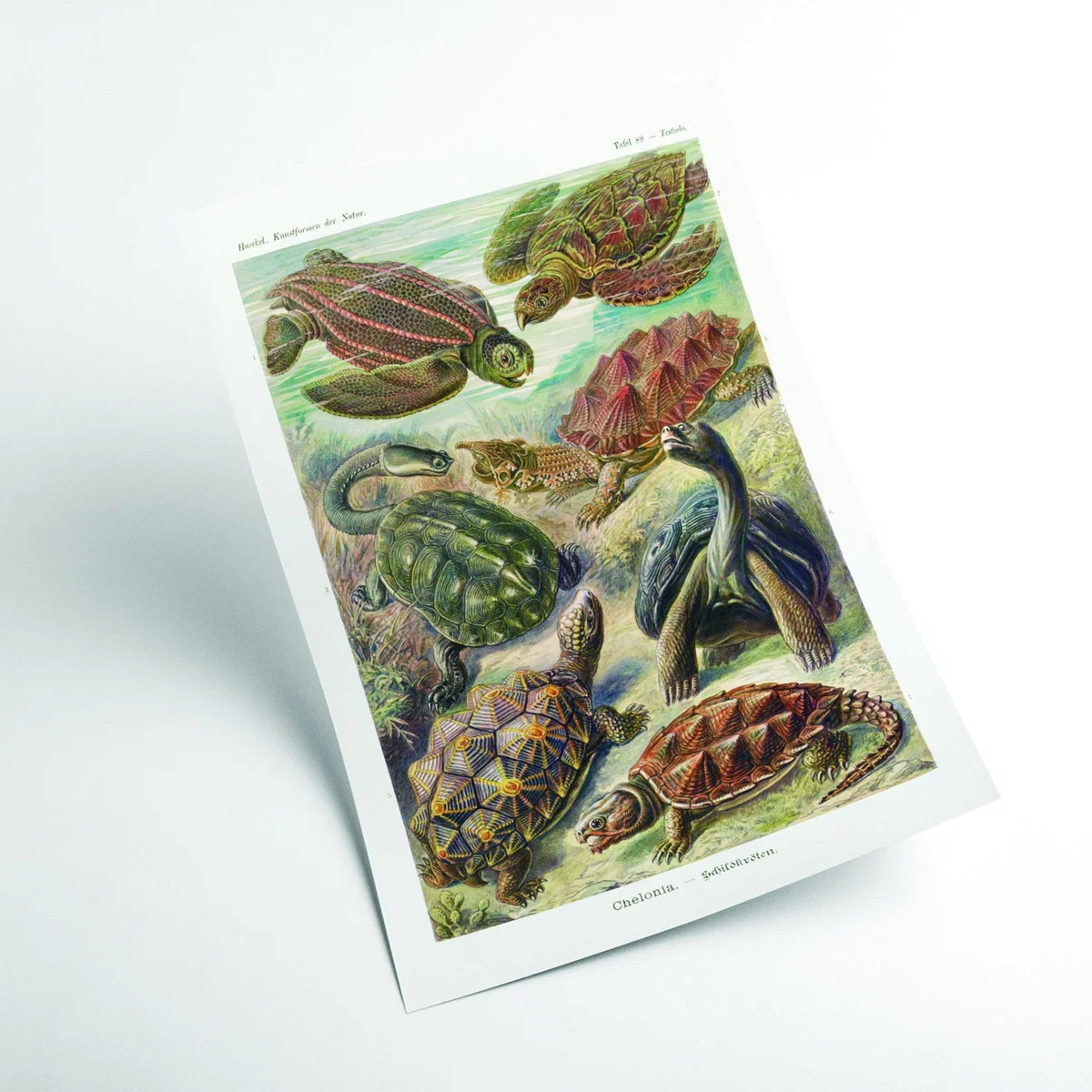 Green Chelonia-Schildkröten By Ernst Haeckel A2 420 X 594Mm Stanley Print House – image 2