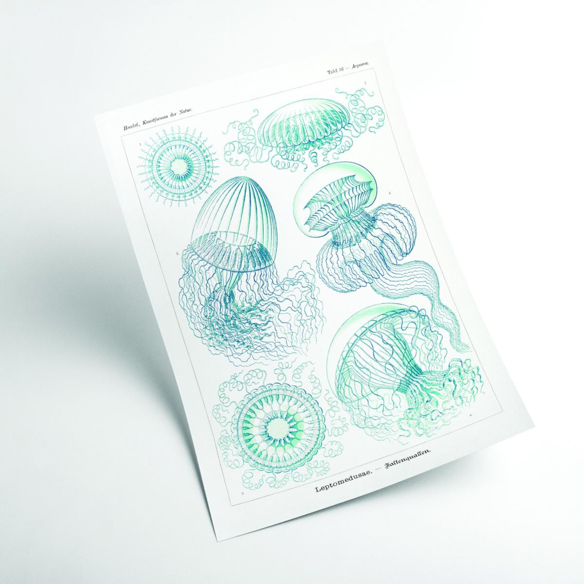 Blue Leptomedusae-Faltenquallen By Ernst Haeckel A4 210 X 297Mm Stanley Print House – image 2
