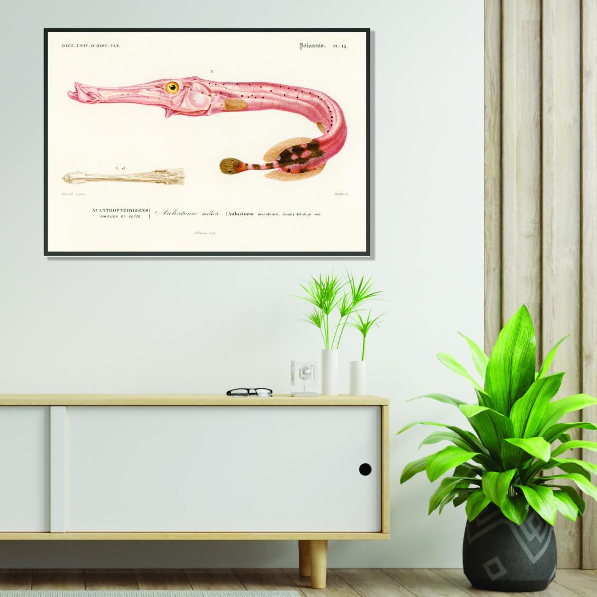 Rose Gold Aulostoma Maculatum A1 594 X 841Mm Stanley Print House – image 3