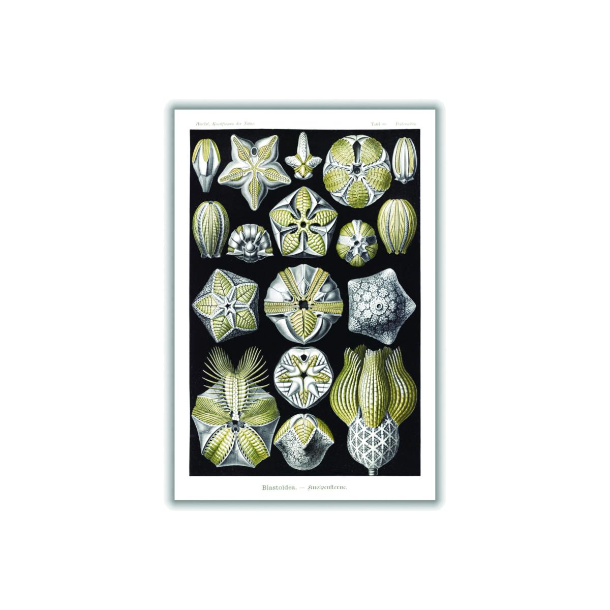 Green Blastoïdea-Knospensterne By Ernst Haeckel Large Stanley Print House – image 1