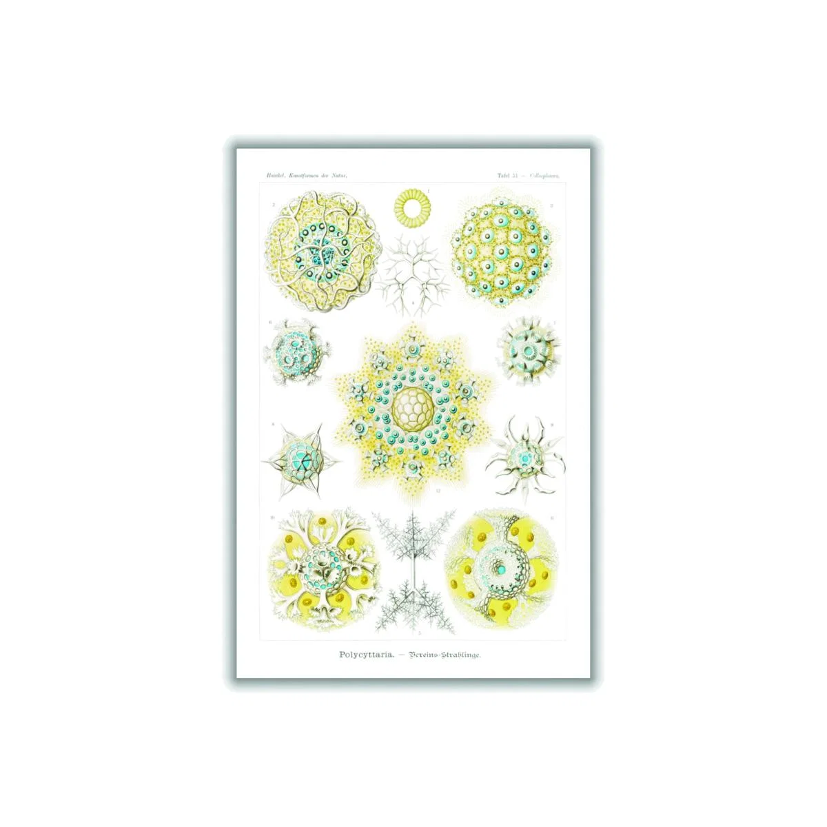 Yellow / Orange Polycyttaria-Vereins-Strahlinge By Ernst Haeckel A3 297 X 420Mm Stanley Print House – image 1