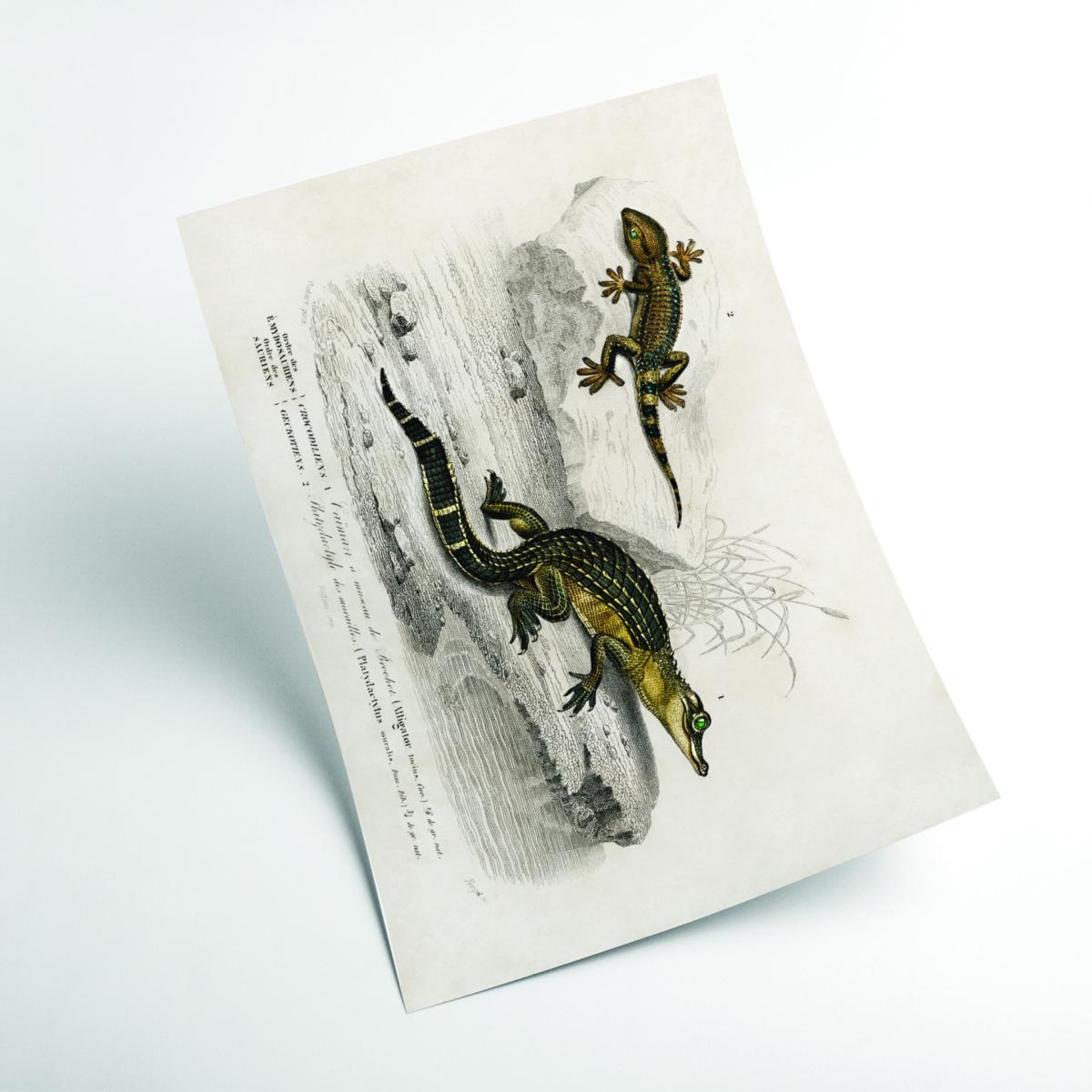 Green Alligator And Lilford Swall Lizard A4 210 X 297Mm Stanley Print House – image 2