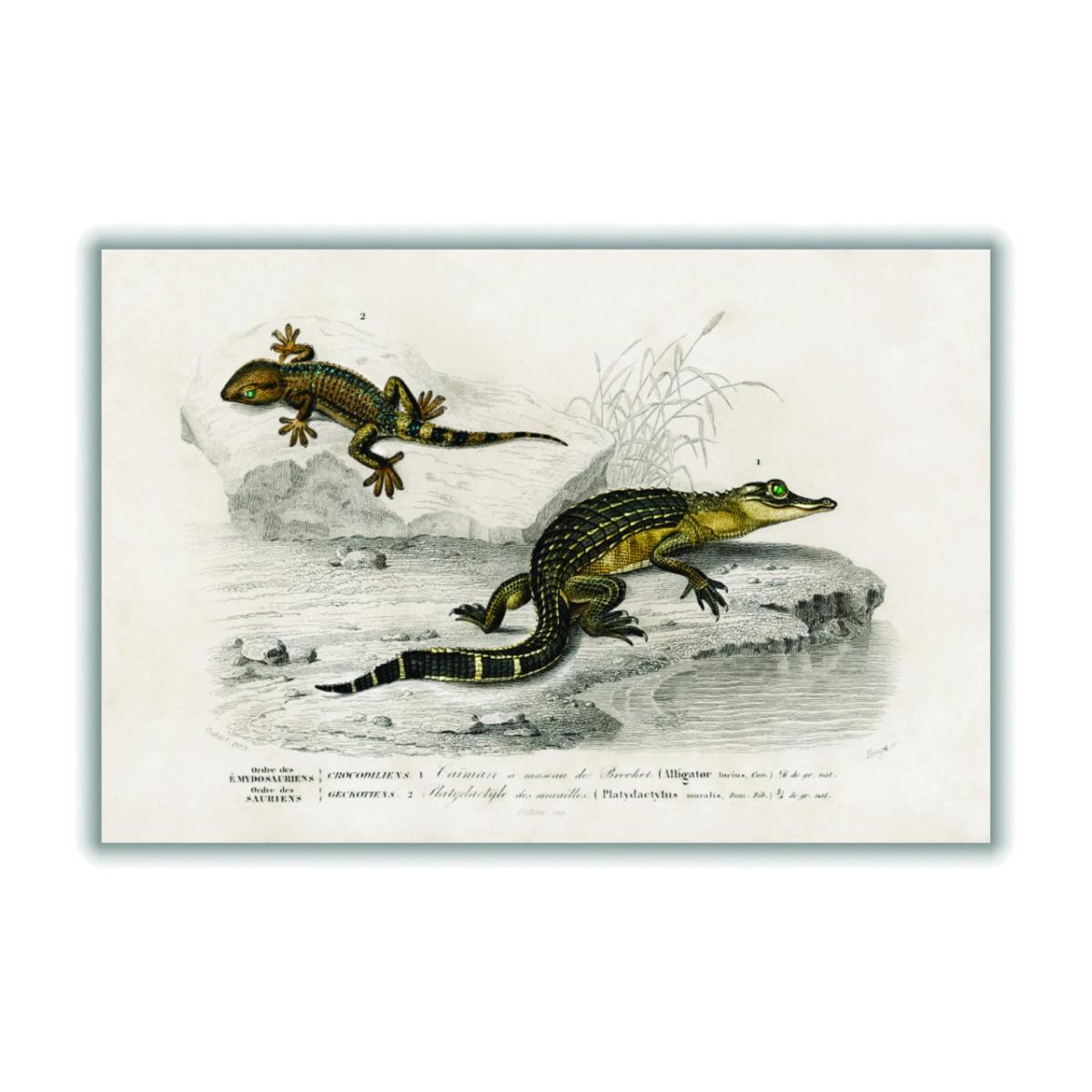 Green Alligator And Lilford Swall Lizard A4 210 X 297Mm Stanley Print House – image 1