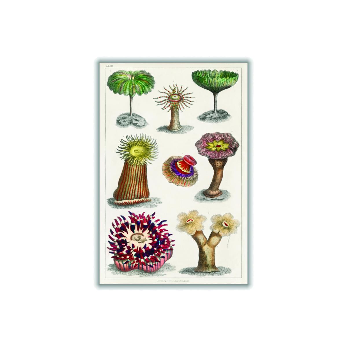Actiniae Print A1 594 X 841Mm Stanley Print House – image 1