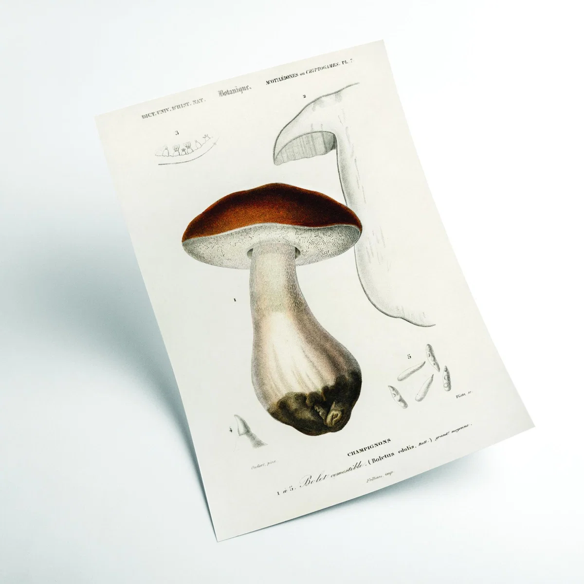Brown Penny Bun A4 210 X 297Mm Stanley Print House – image 2