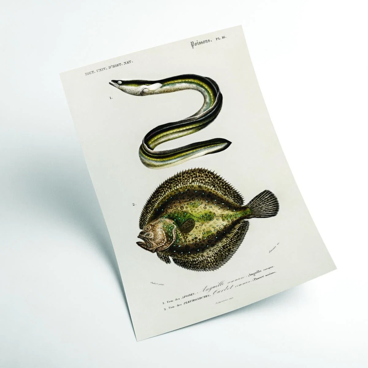 Green Natural History - Different Types Of Fish 6 Medium Stanley Print House – image 2
