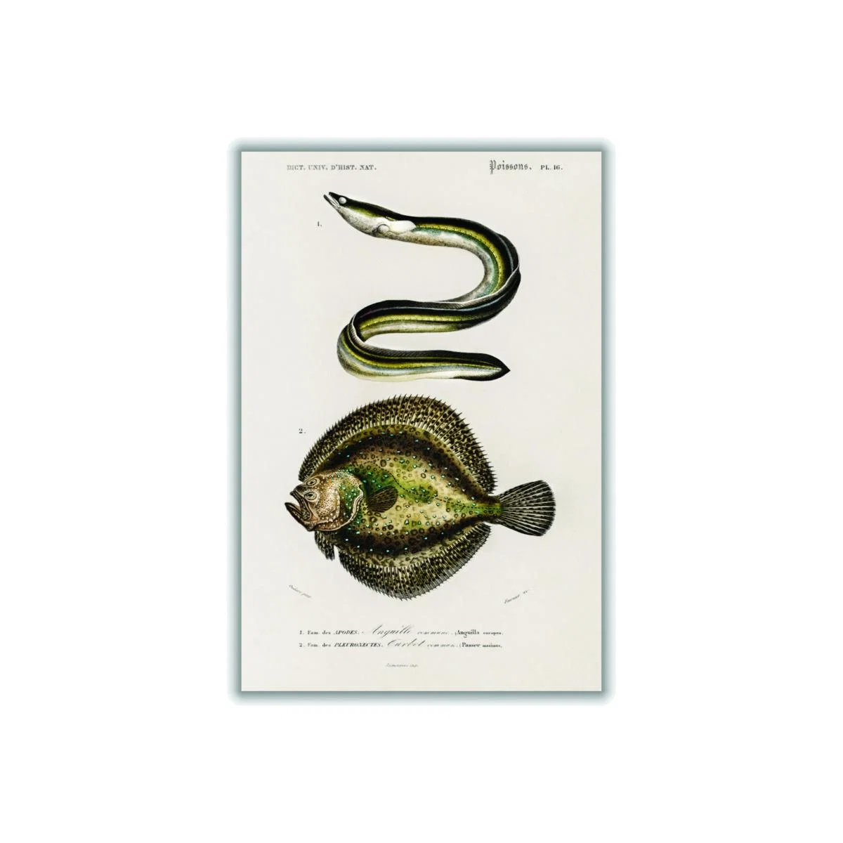 Green Natural History - Different Types Of Fish 6 Medium Stanley Print House – image 1