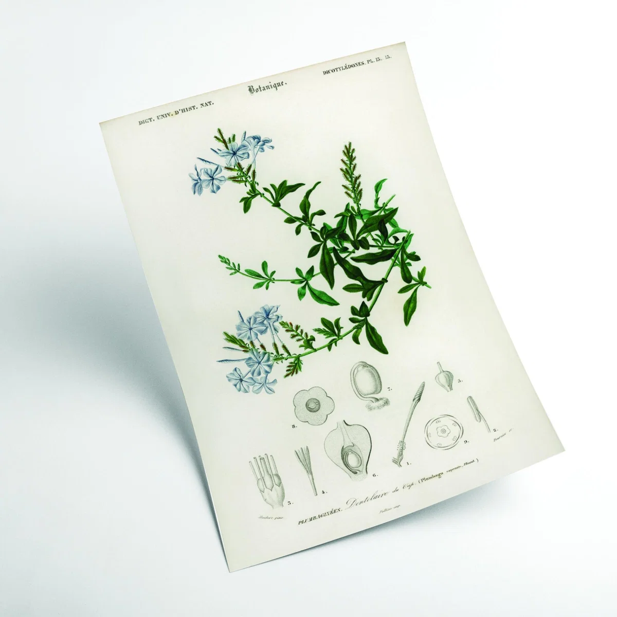 Green Plumbago Capensis Small Stanley Print House – image 2
