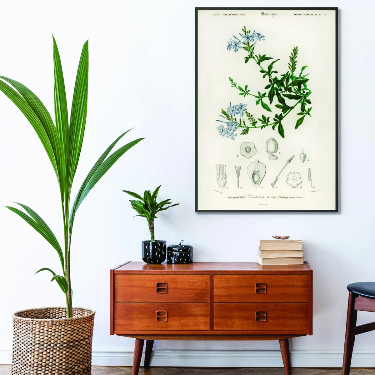Green Plumbago Capensis Small Stanley Print House – image 3