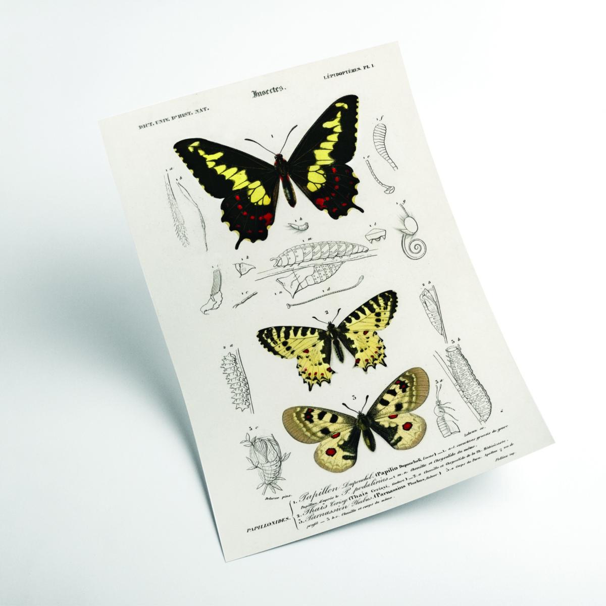 Natural History Different Types Of Butterfly 2 Extra Large Stanley Print House – image 2